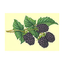 Схема вышивки «Ежевика.»