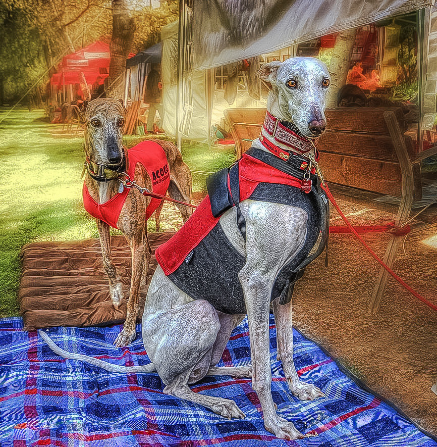 Two Greyhounds. - xavier alvarez art.scenarys.animals. - оригинал