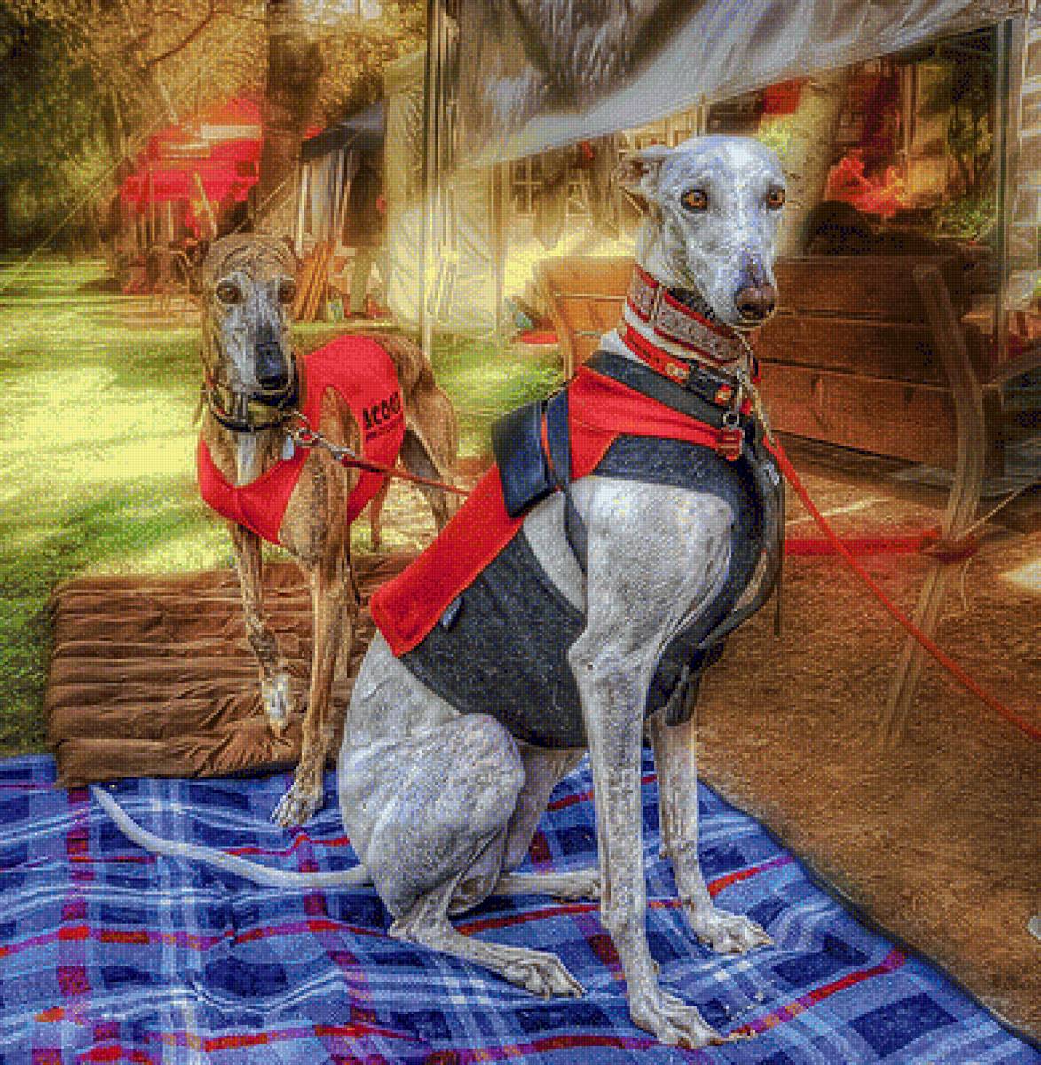 Two Greyhounds. - xavier alvarez art.scenarys.animals. - предпросмотр