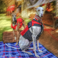 Two Greyhounds.