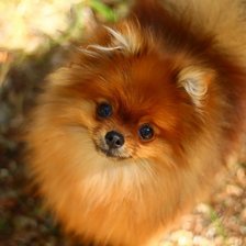 Схема вышивки «Шпиц»