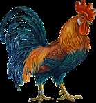 Петух - петух, птица, картинка - оригинал
