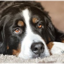 Схема вышивки «Бернский зенненхунд»