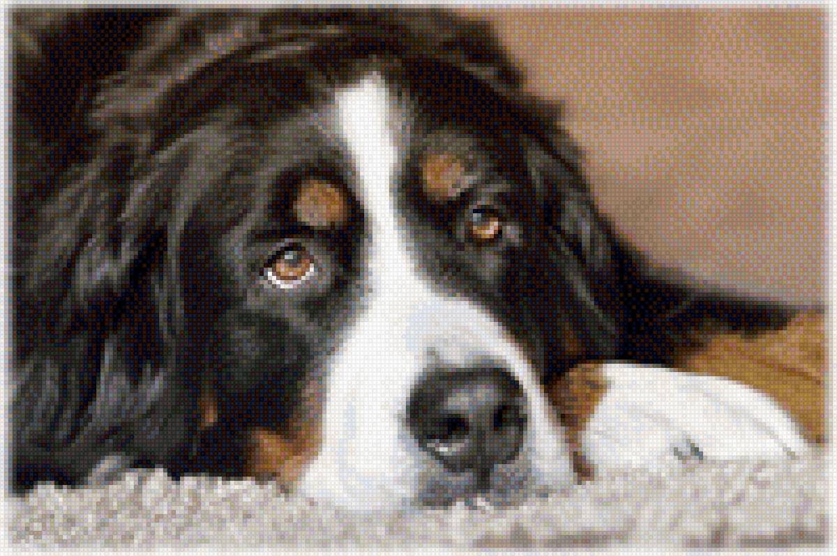 Бернский зенненхунд (гамма) - животные, собаки - предпросмотр