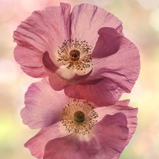 Схема вышивки «Маки»