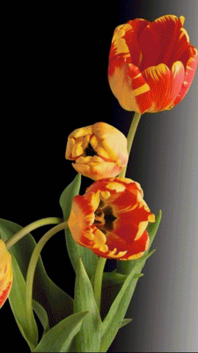 Тюльпаны - цветы, тюльпан - предпросмотр