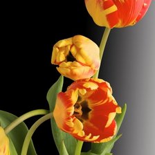 Схема вышивки «Тюльпаны»