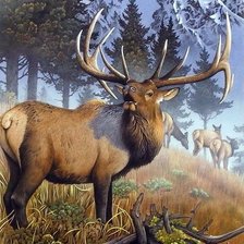 Схема вышивки «дикие»