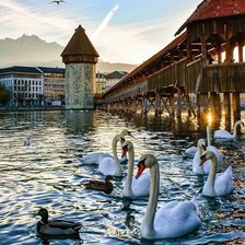 Схема вышивки «Лебеди у замка»