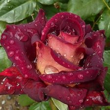 Схема вышивки «цветы»