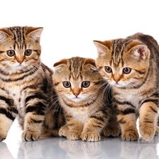 Схема вышивки «№2048308»