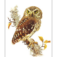 Схема вышивки «Совушка.»