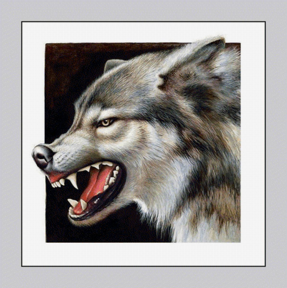 №2048379 - животные, хищники, волки - предпросмотр