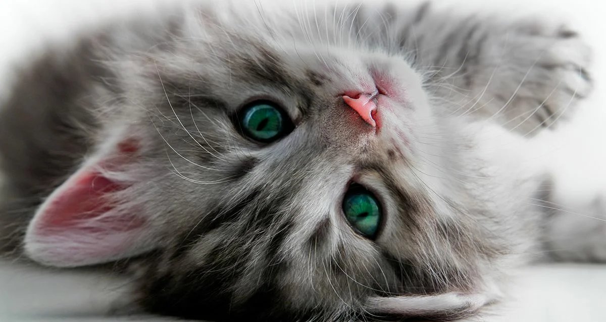 Пушистое чудо - котенок, кошки, животные - оригинал