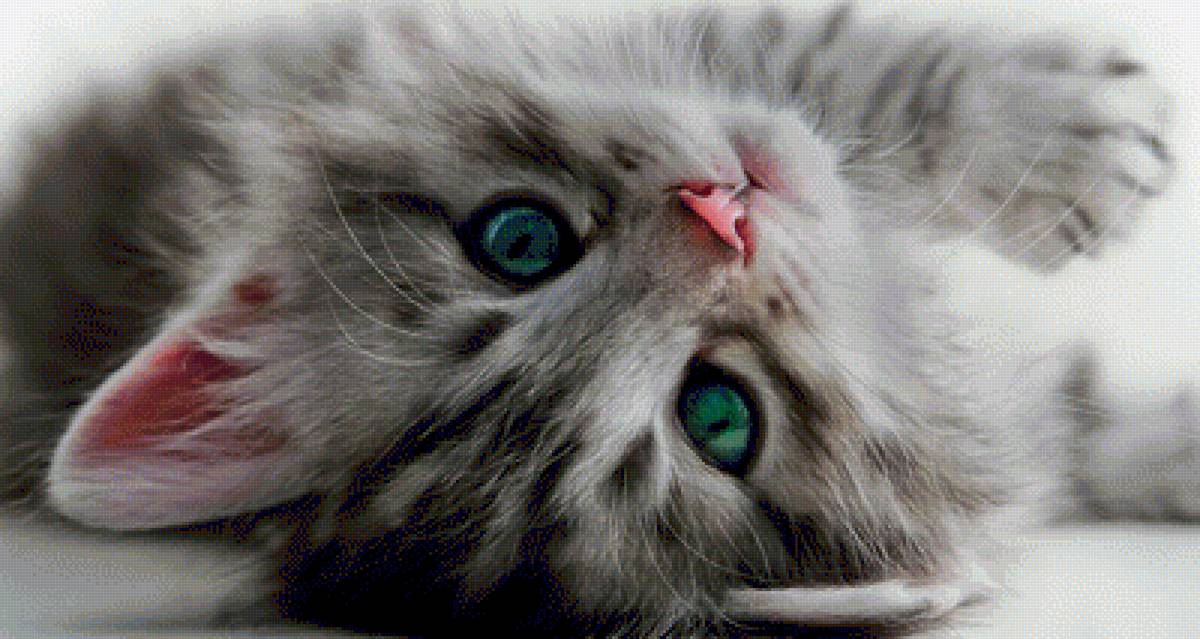 Пушистое чудо - котенок, животные, кошки - предпросмотр