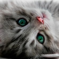 Схема вышивки «Пушистое чудо»