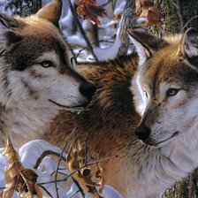 Схема вышивки «№2048474»