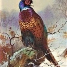 Схема вышивки «№2048476»