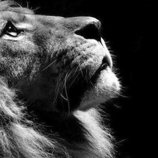 Схема вышивки «Мысли Льва главная 2»