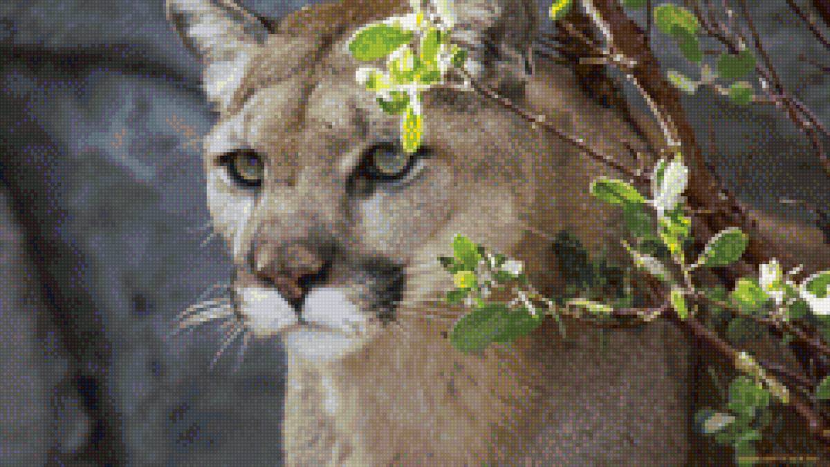 пума - природа, пума, кот, животные - предпросмотр