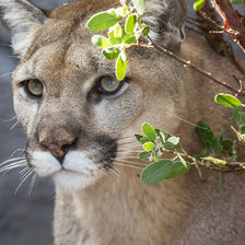 Схема вышивки «пума»