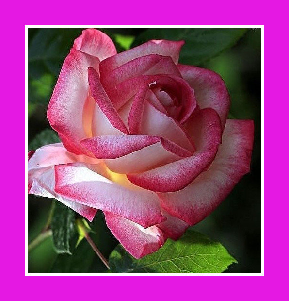 цветы - оригинал