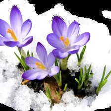 Схема вышивки «Крокусы»