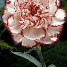 Схема вышивки «Гвоздика»