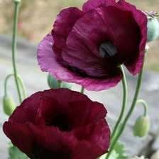 Схема вышивки «Маки»