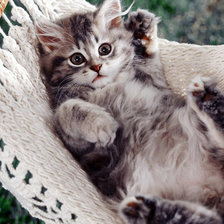 Схема вышивки «kotek na hamaku»