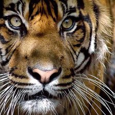 Схема вышивки «дикие»