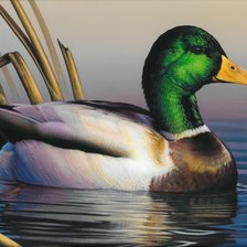 Схема вышивки «птицы»