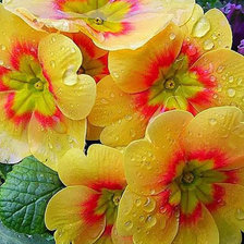 Схема вышивки «цветы»