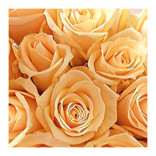 Схема вышивки «Серия "Розы".»