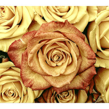 Схема вышивки «Серия "Розы".»