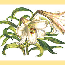 Схема вышивки «Серия "Цветы". Лилии»