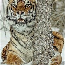 Схема вышивки «дикие»