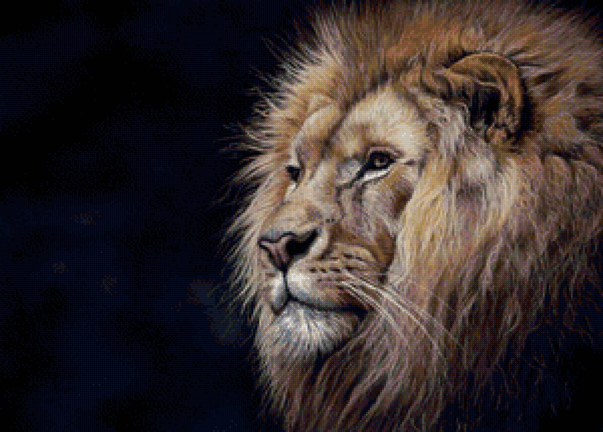 Лев - животные, звери, лев - предпросмотр