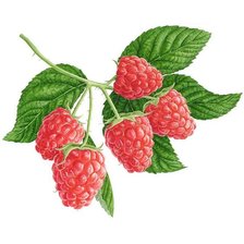 Схема вышивки «ягодки»