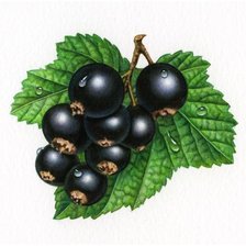 Схема вышивки «ягодки»