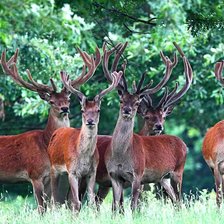 Схема вышивки «На опушке»