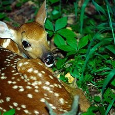 Схема вышивки «Олененок»