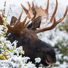 Схема вышивки «Лось в лесу»