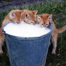 Схема вышивки «Пока хозяйка не видит»