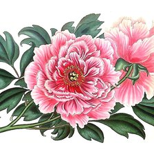 Схема вышивки «пионы»