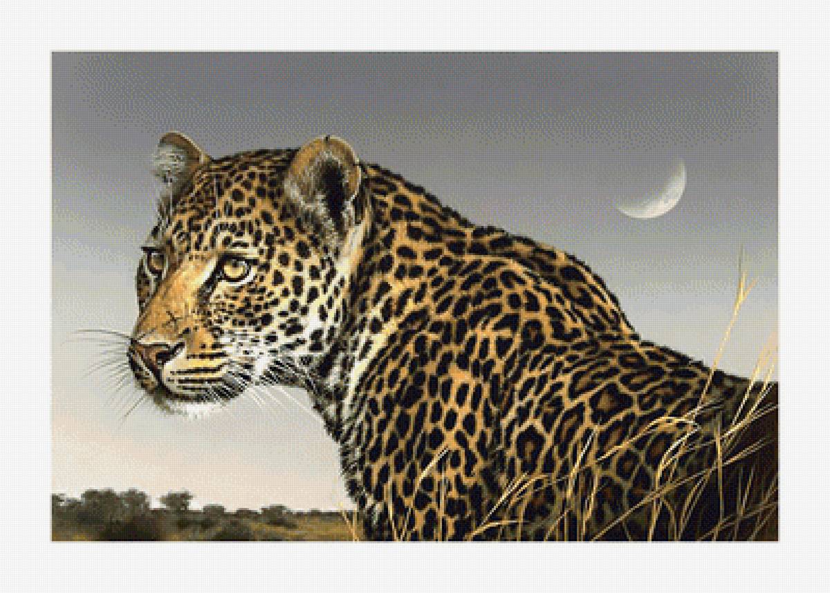 Леопард. - взгляд, живопись, животные, леопард, хищник - предпросмотр