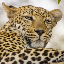 Схема вышивки «Леопард»