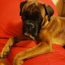 Схема вышивки «Индиго»