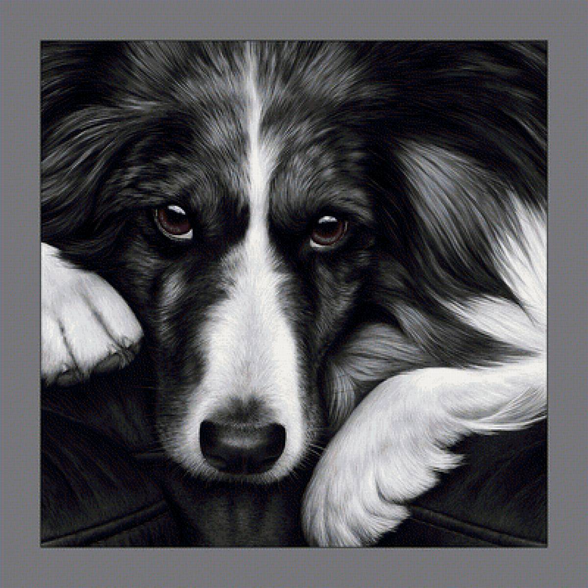 Пёс. - животные, собака, взгляд, живопись - предпросмотр