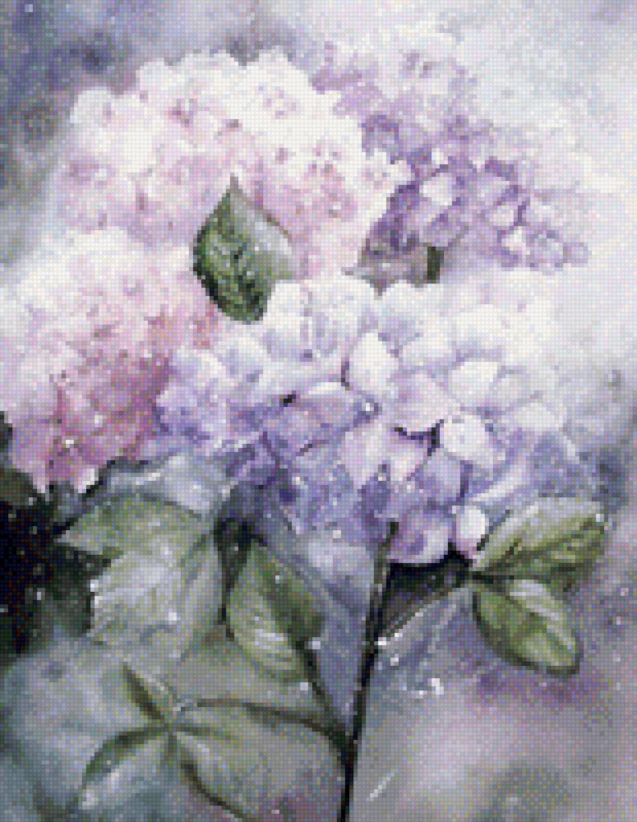 Гортензии - предпросмотр